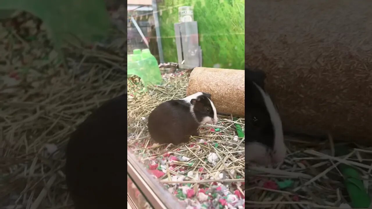 PETSMART IS A ZOO FOR POOR PEOPLE! 🤣