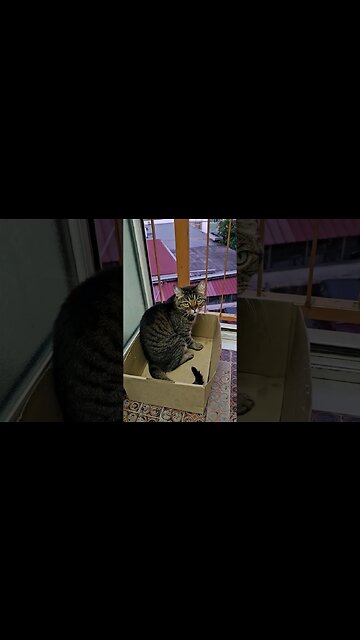 My Aunts cat in Sicily loves boxes 📦 ❤️ #cats #catshorts #cutecat #sillycat #funnycats #sicilia #box