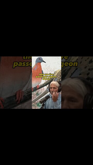 The Tragic Demise of the Passenger Pigeon - Joe Rogan Experience with Dan Flores #jre