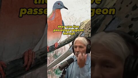 The Tragic Demise of the Passenger Pigeon - Joe Rogan Experience with Dan Flores #jre