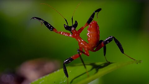 Kung Fu Mantis Vs Jumping Spider