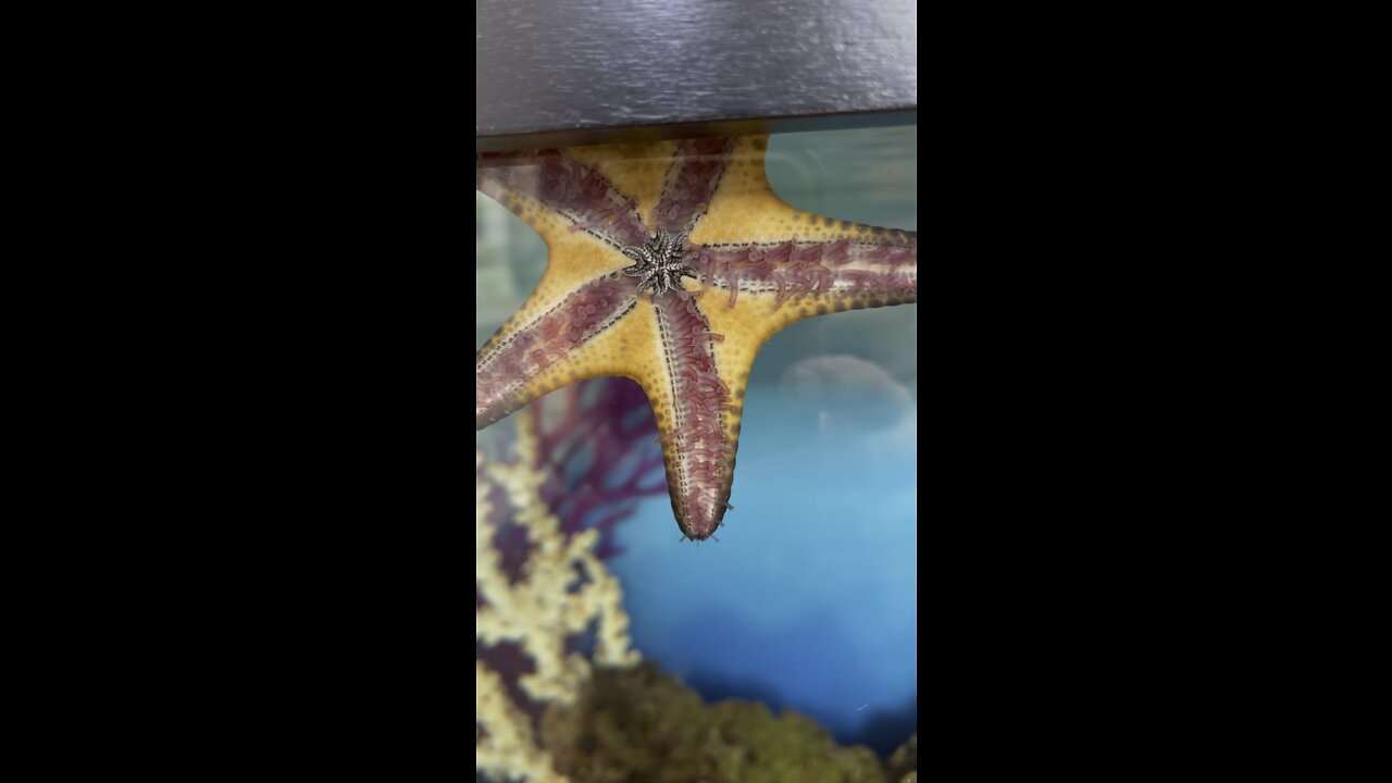 Good morning Starfish