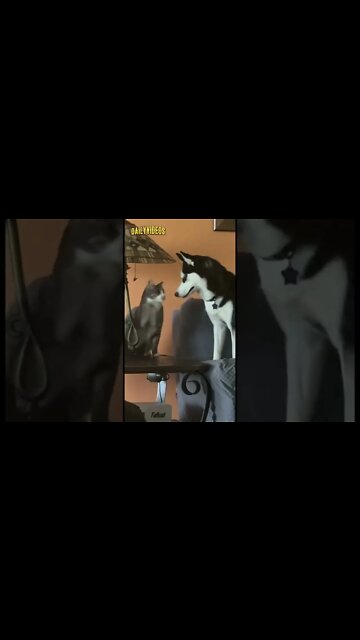 Funny Animal Videos 2022 🤣 - Funniest Cats And Dogs Videos #dog #cat