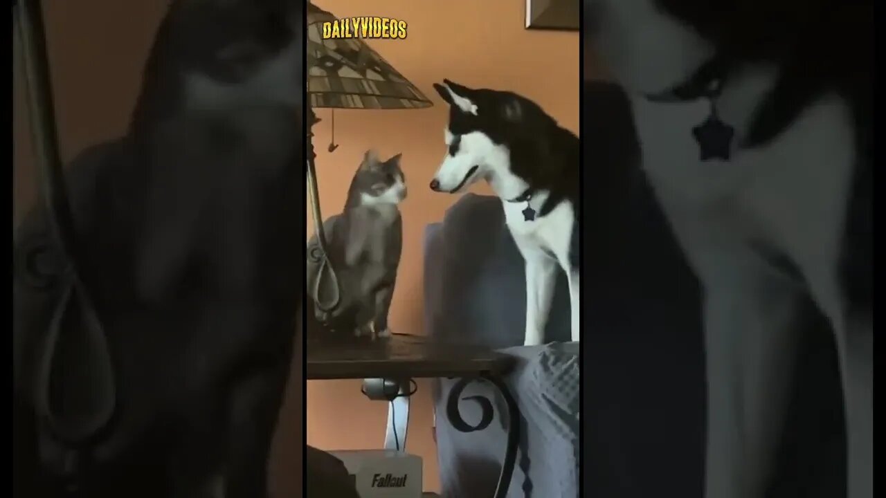 Funny Animal Videos 2022 🤣 - Funniest Cats And Dogs Videos #dog #cat