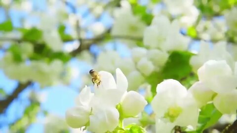 Meditation Healing Flute Calm the Mind #shorts