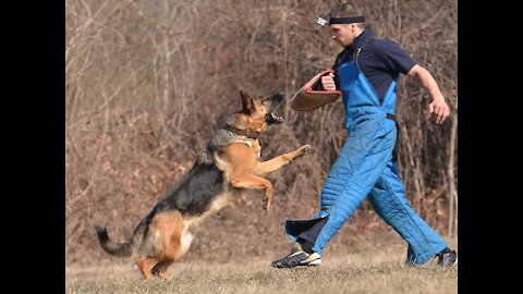 Gaurd Dog training. step by step!!