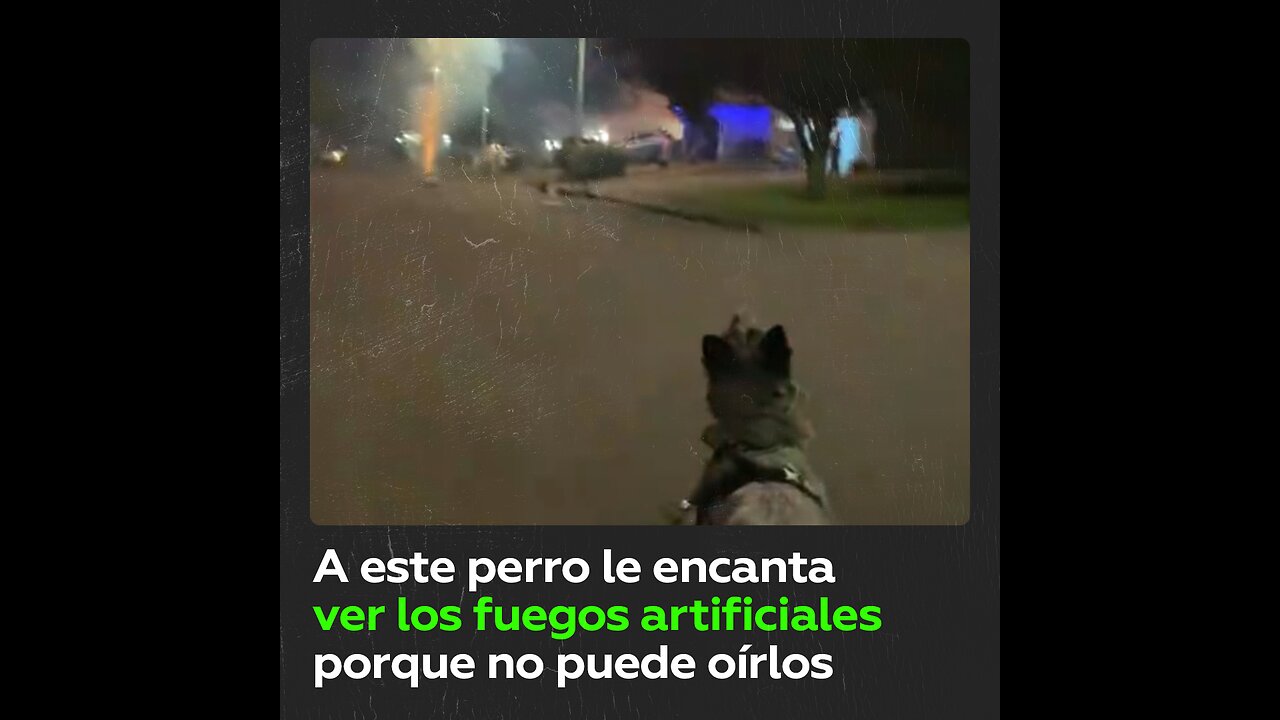 Perrito sordo disfruta de los fuegos artificiales