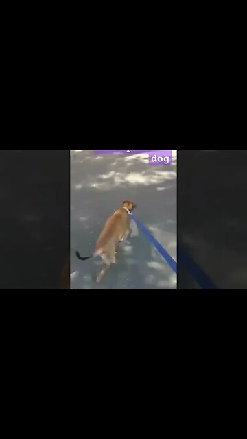 Farm dog is enjoying the city life ❤️