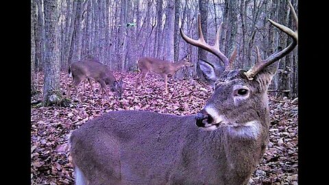 Late season bucks on trailcam