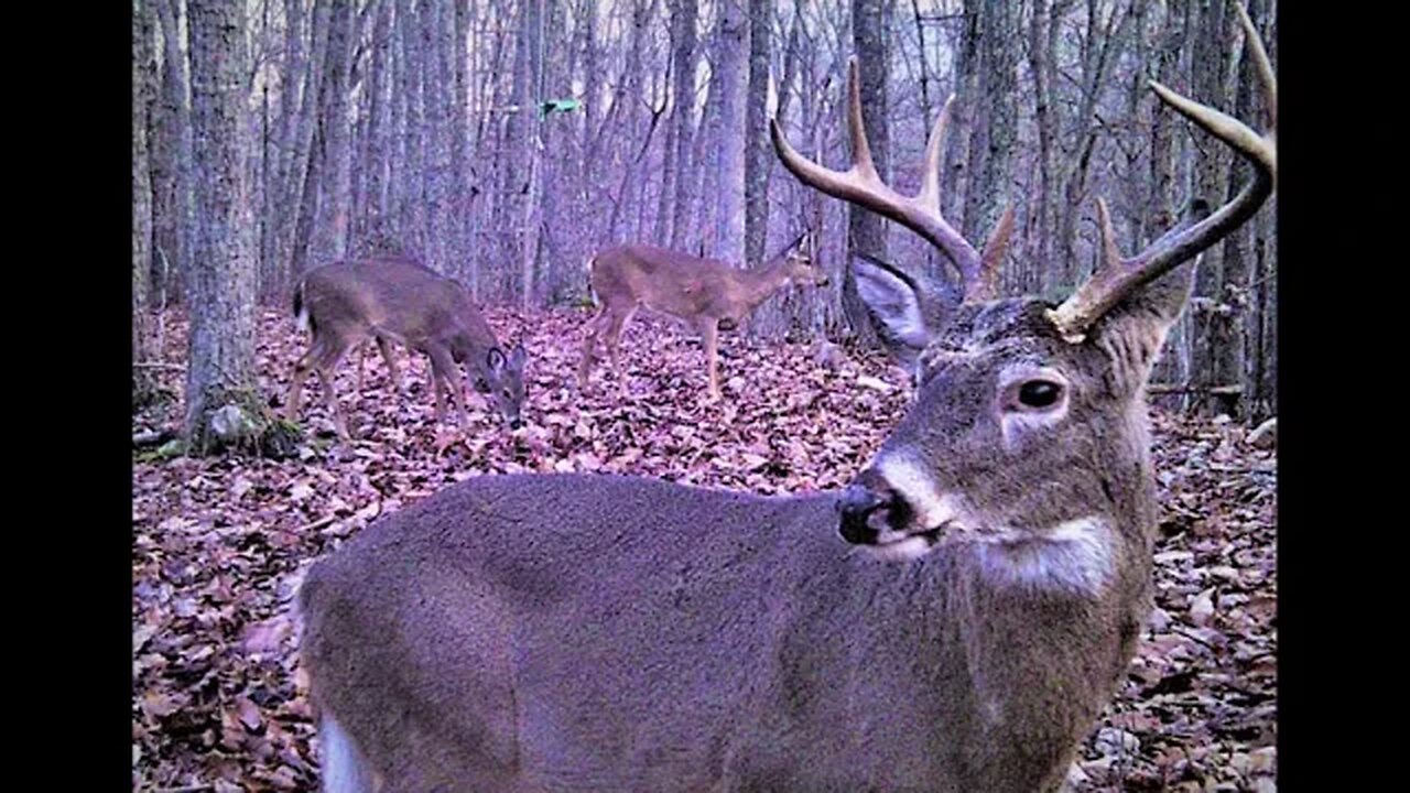 Late season bucks on trailcam