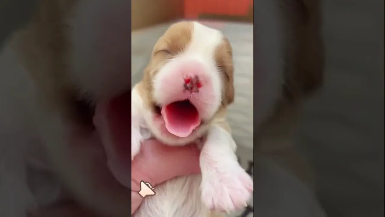 Please help! Has anyone ever seen a puppy do this!?!