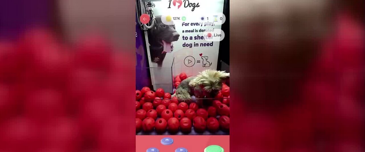 Office dog climbs into claw machine