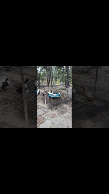 Ducks enjoying the pond