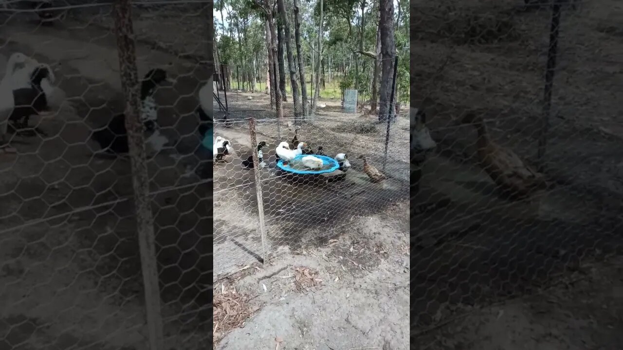 Ducks enjoying the pond