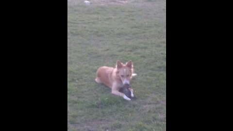Love my dog