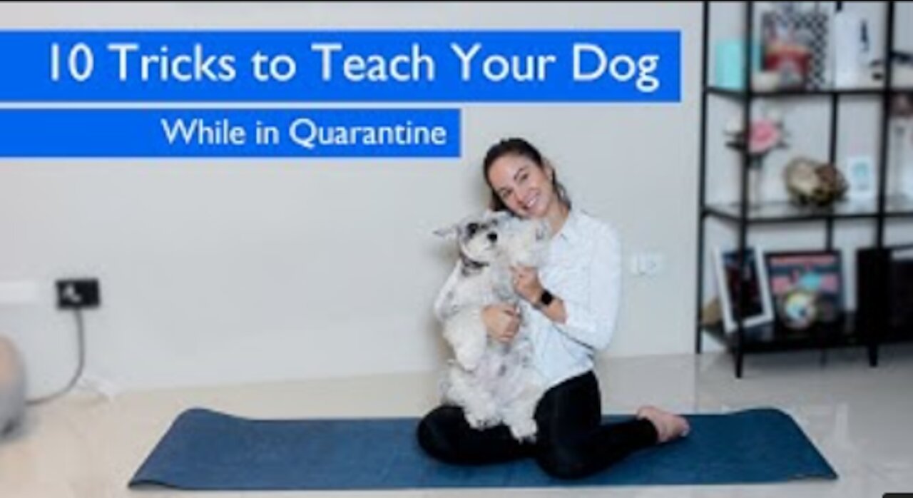 🔴 10 Tricks to Teach Your Dog While in Quarantine 🐕😄