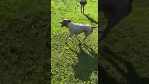 Pit bull lives on farm
