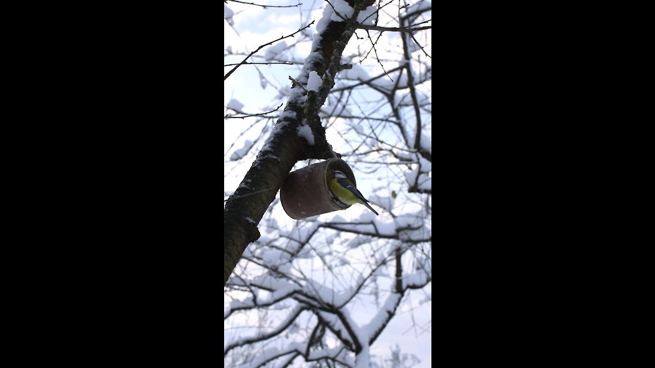 Tin can bird feeder attracts bright yellow birds