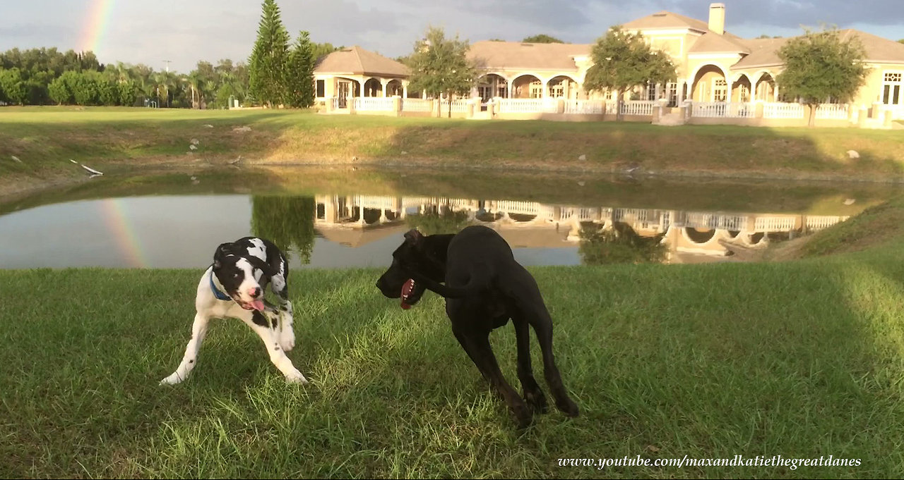 Playful Great Dane and Puppy Love to Play Roll Over and Over