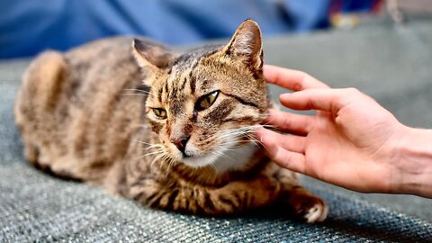 The 4 Best Places to Pet Your Cat #CatFacts (ACCCatworld.com)