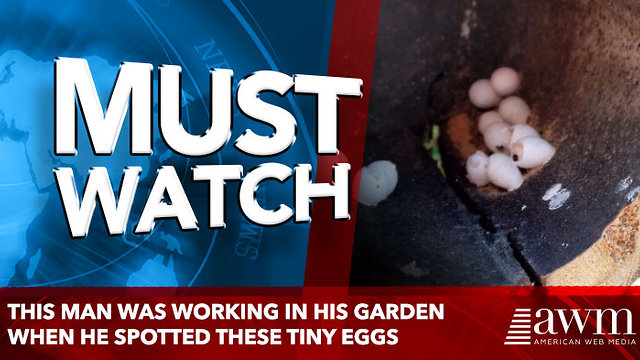 This Man Was Working In His Garden When He Spotted These Tiny Eggs