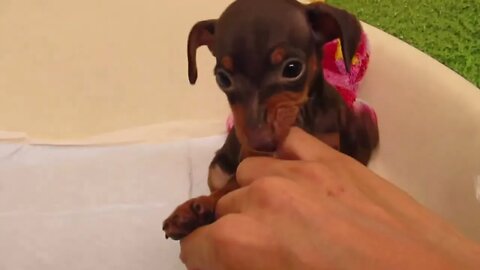 Funniest Dogs And Cats Videos Hub - Best Funny Animal Videos 2023