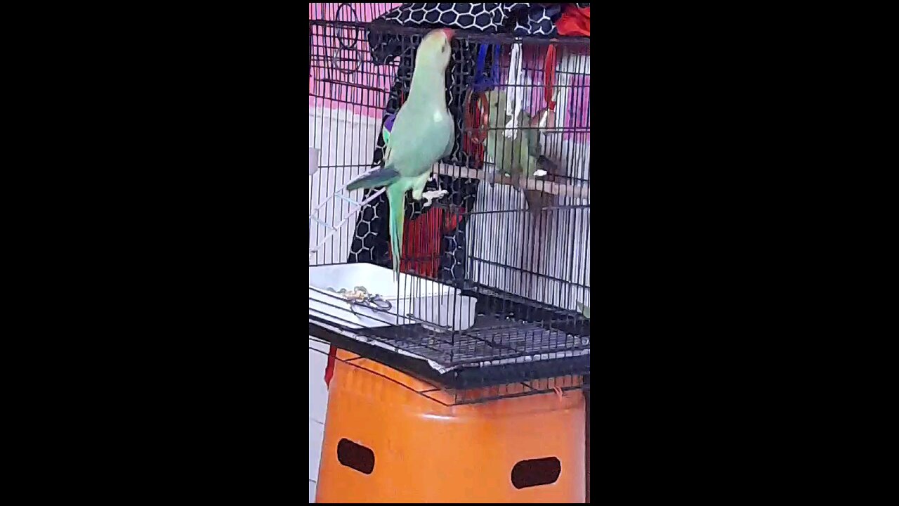 parrot masti