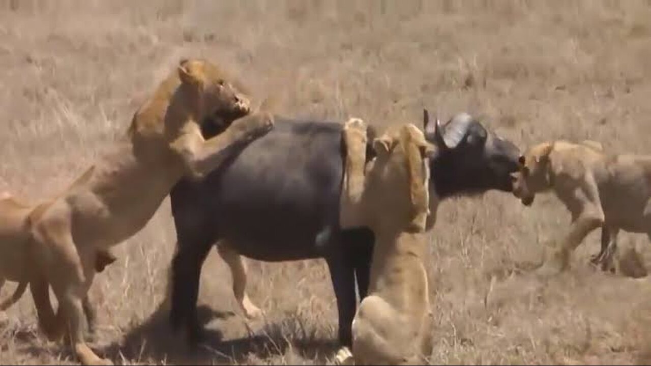 Can Buffalo Herd Beat Lion Brother|National Geographic