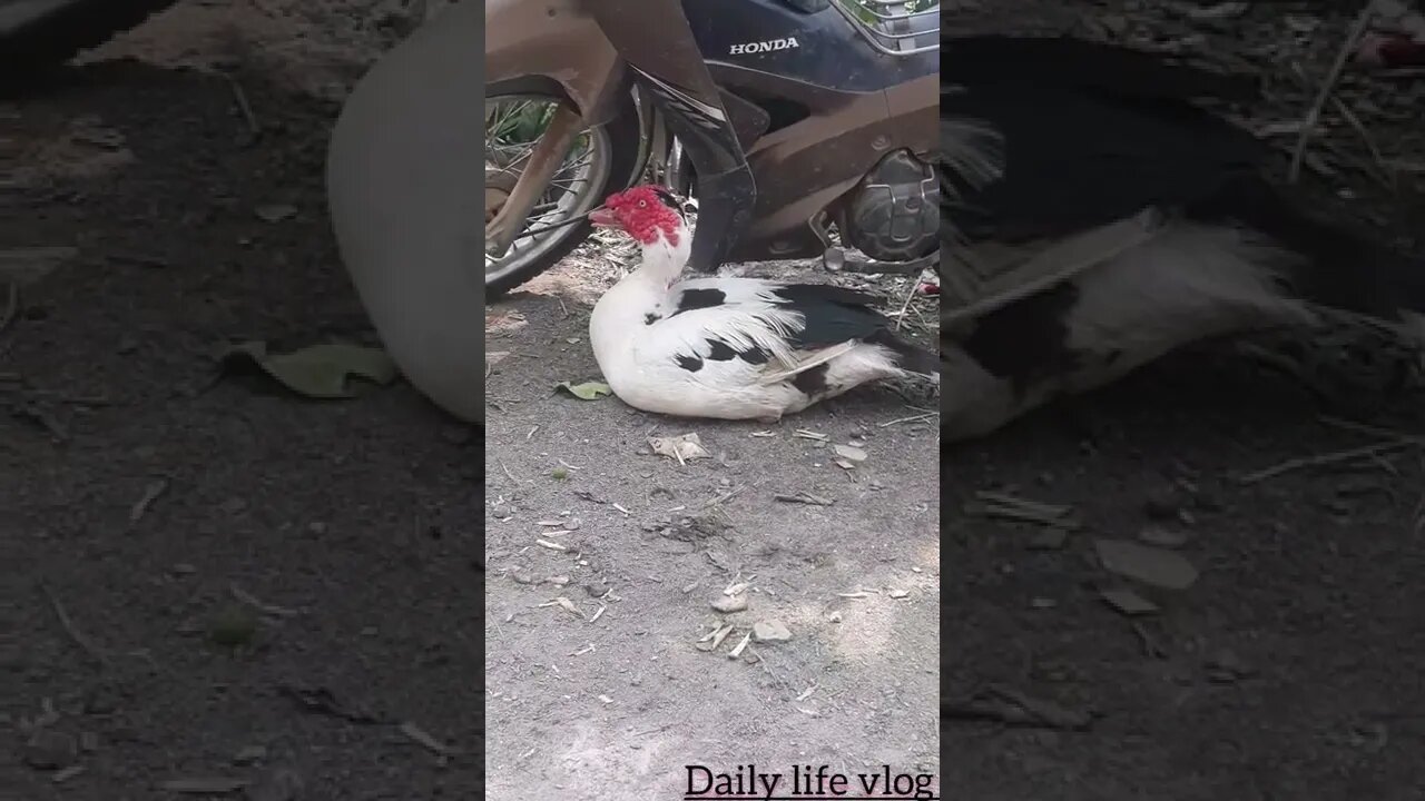 the swan is lying in the shade
