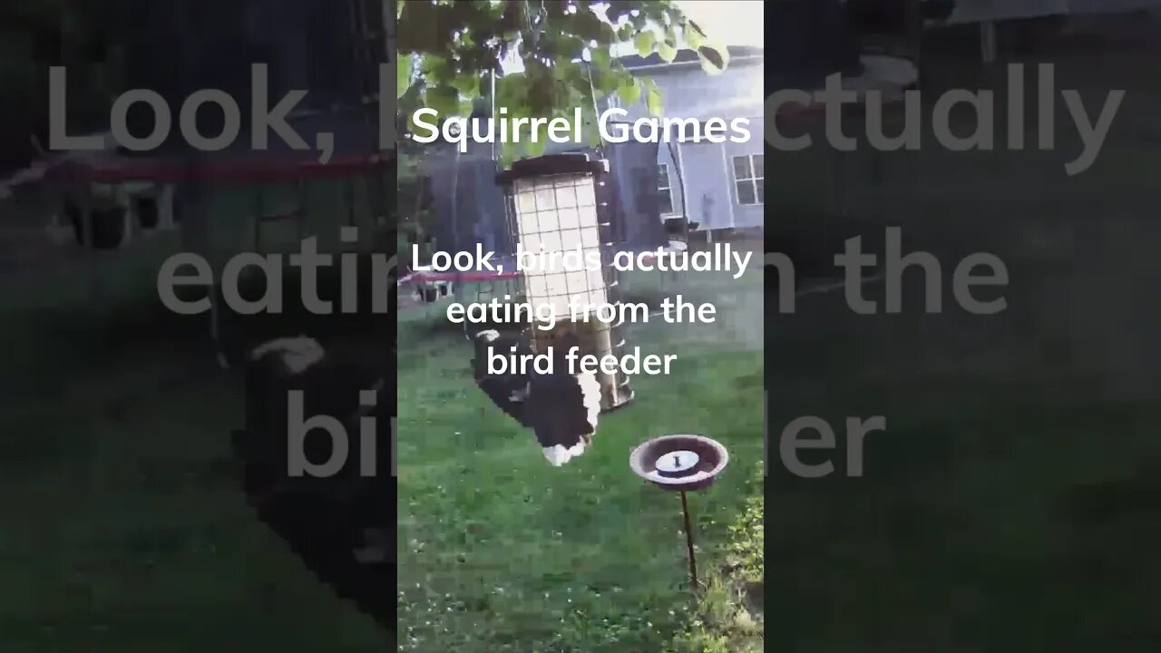 "What Happened When We Set Up a Bird Feeder?" #shorts