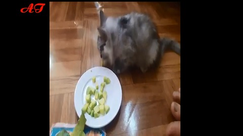 Kittens eat avocados, believe it?