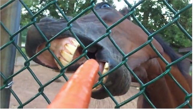 Unique Footage Of Animal Feeding From Vegetable's Perspective