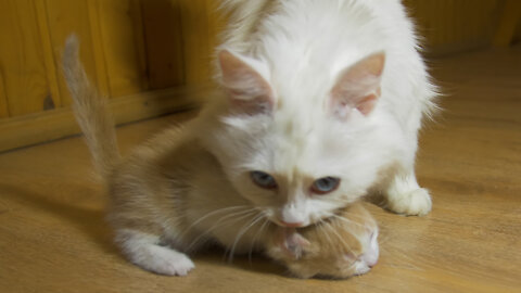 The cats tries to lift the kitten up the stairs