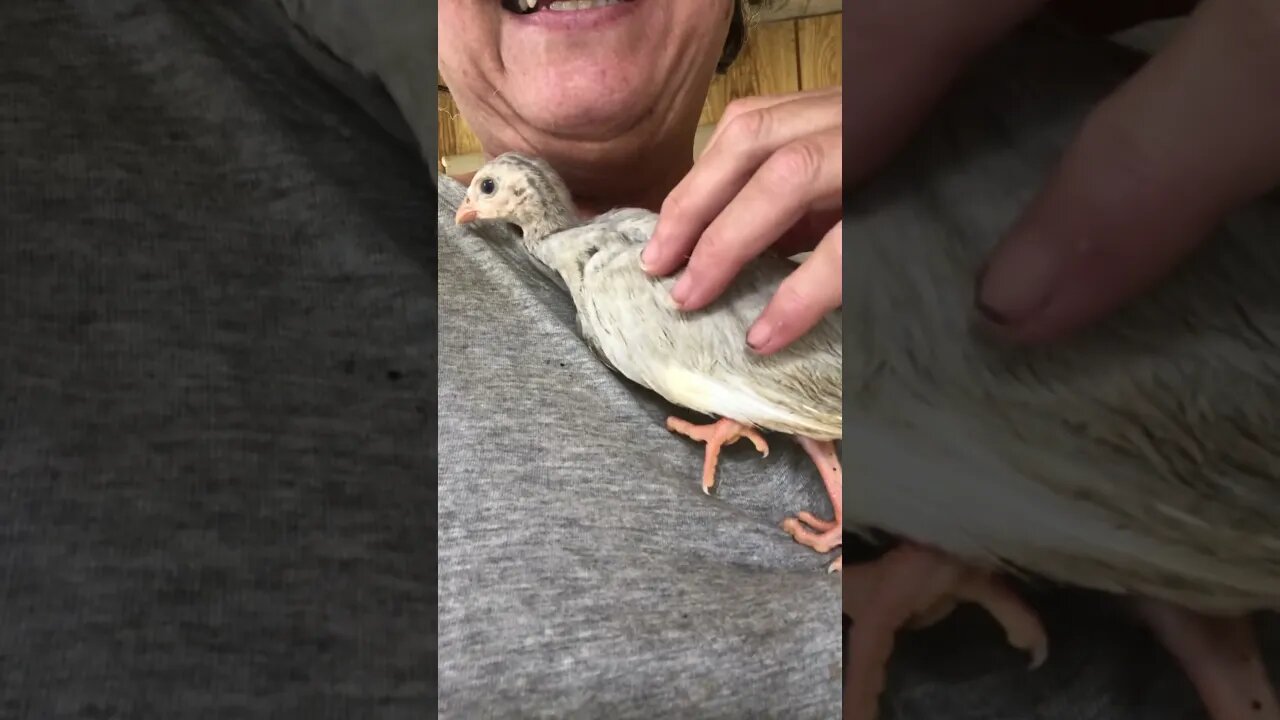 Another baby keet escapes brooder