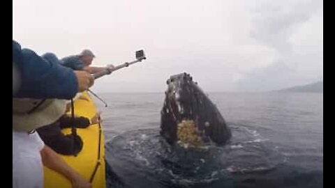 Megattera scherza con barca di turisti nelle Hawaii