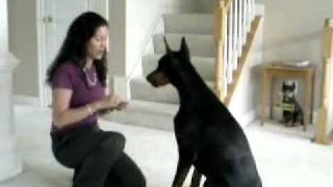 Perro doberman bien entrenado