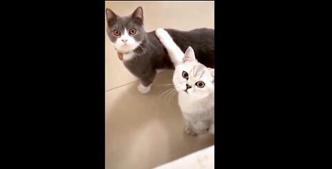 Baby Cats - Cute and Funny Cat Videos 🐱🐶