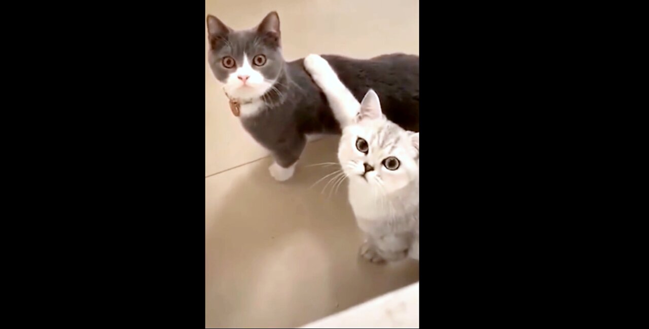 Baby Cats - Cute and Funny Cat Videos 🐱🐶