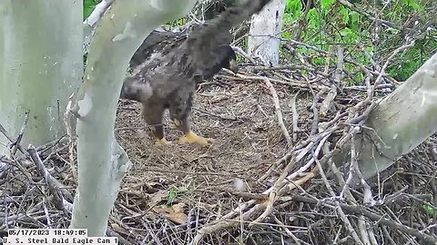 USS Bald Eagle Cam 1 5-17-23 @ 18:49 Hop does first "fleap" (flap & leap)