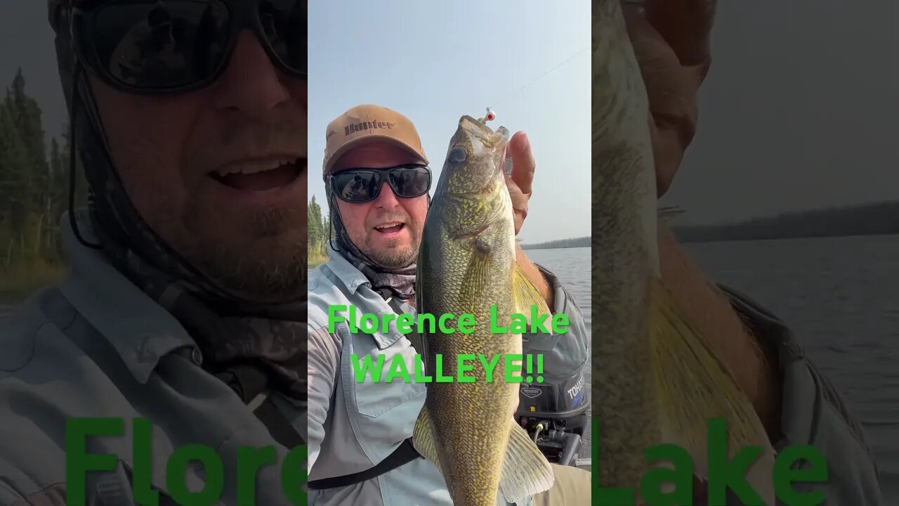 Walleye at Florence Lake #walleye #walleyefishing #canadian #wilderness #saskatchewan