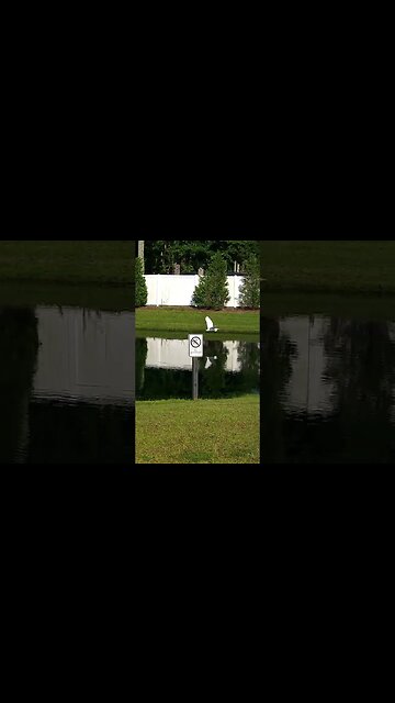 Majestic Beauty of South Carolina #shorts