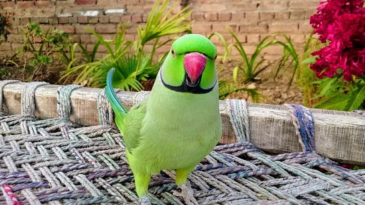 WOW Amazing !! video of talking parrot