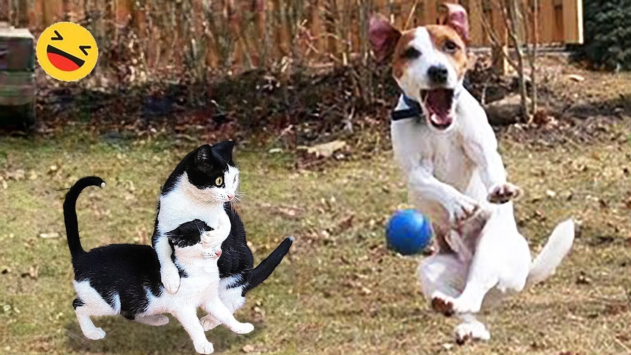 Cats and Dogs Being Adorable Goofs Compilation #93