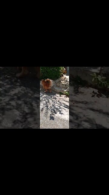 #dogshow, #amimals , #dogs , #shorts (5)