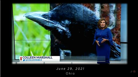 What is Going On? (Mass Bird Die-Off Across America!)