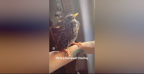 He is a European Starling