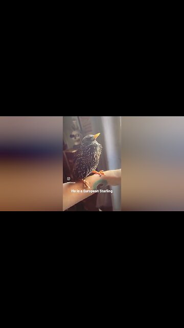 He is a European Starling