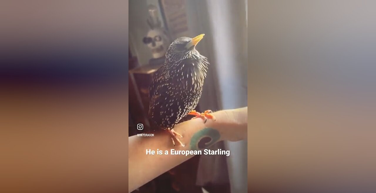 He is a European Starling