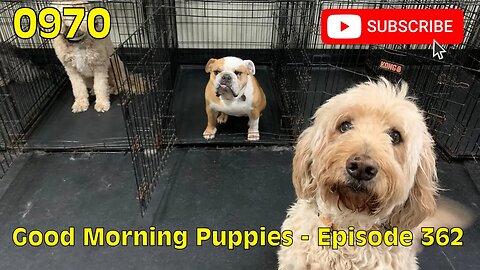 [0970] GOOD MORNING PUPPIES - EPISODE 362 [#dogs #doggos #doggies #puppies #dogdaycare]