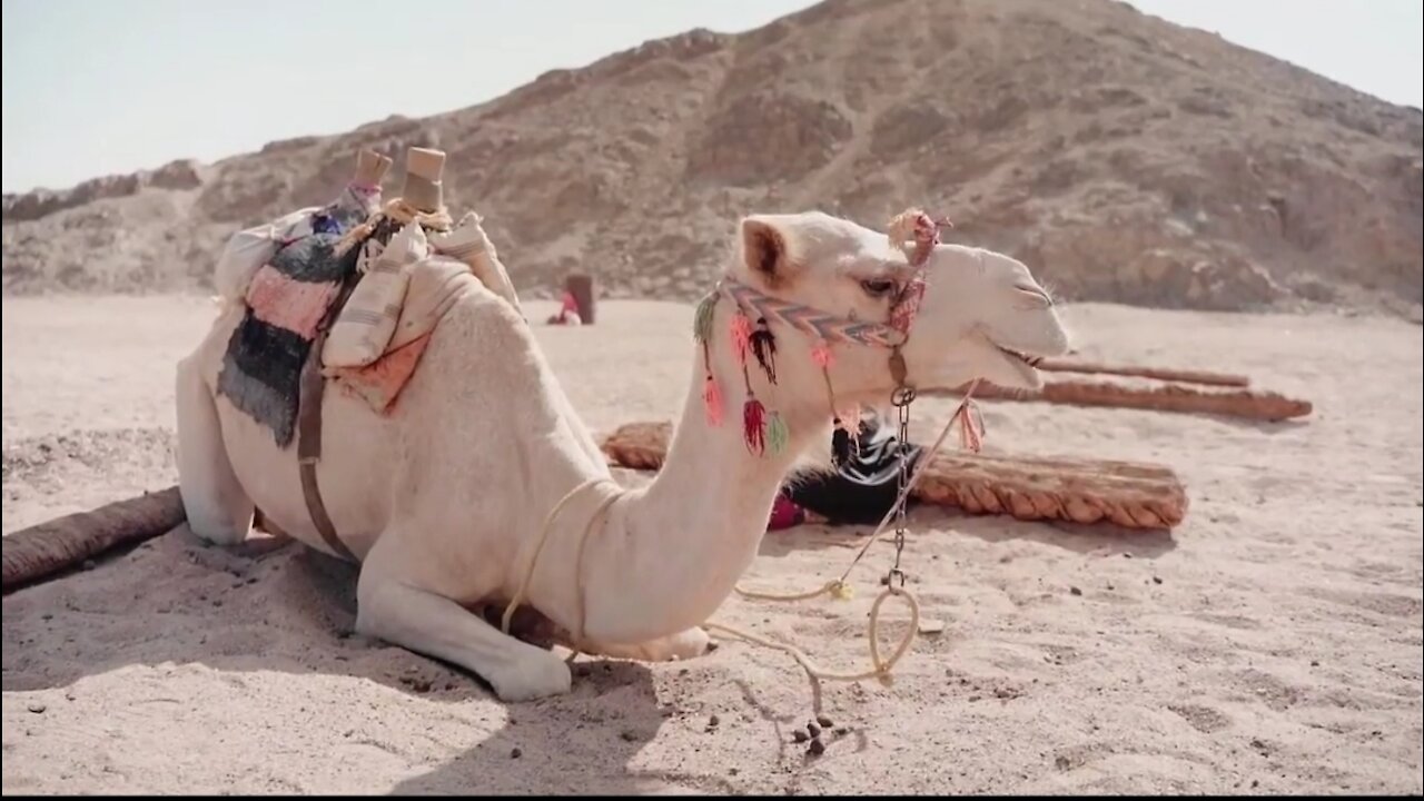 camel camel camel!Can you guess what do camels eat?and strength camel toe!